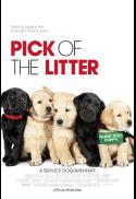 Pick of the Litter
